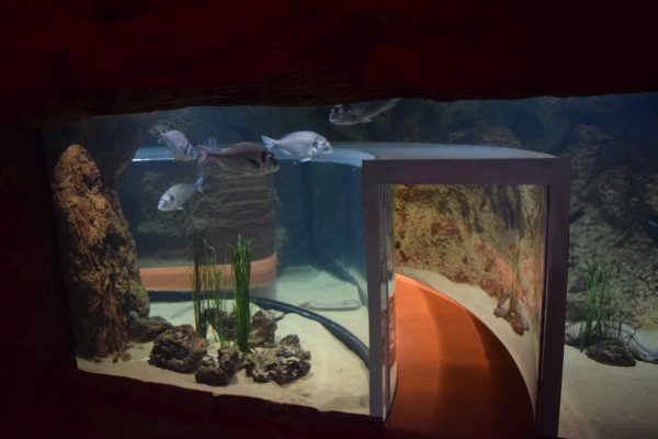 Aquarium national Malta, akvárium a atrakcie